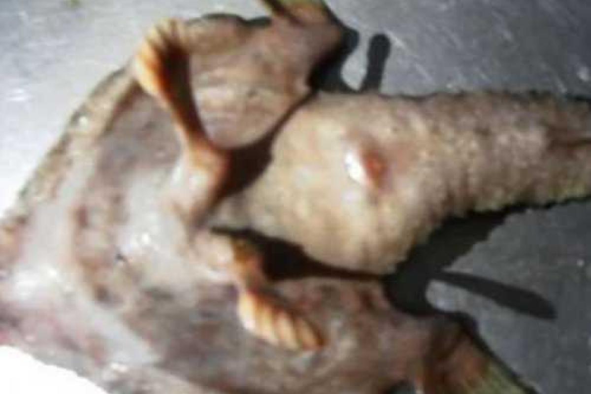 Рыба с ногами и носом повергла в ужас жителей Кариб 