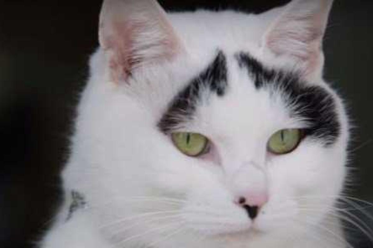 В Японии живёт вечно удивлённая кошка Хати 