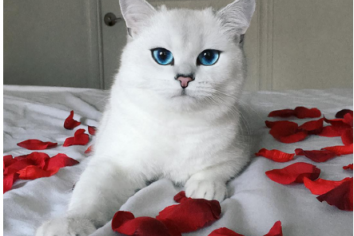 Кот с нежно-голубыми глазами стал звездой интернета