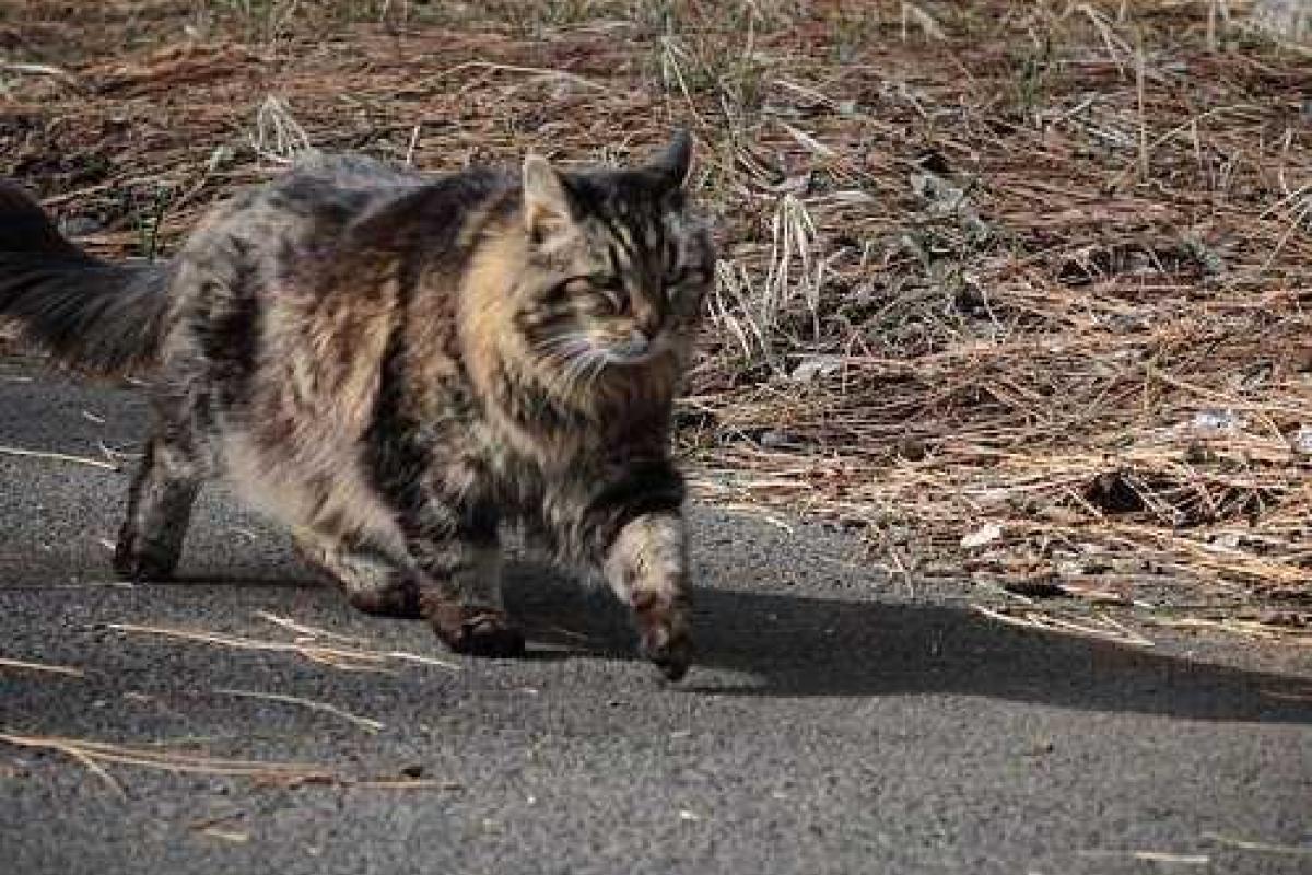 Самый старый в мире кот стал звездой в социальных сетях 