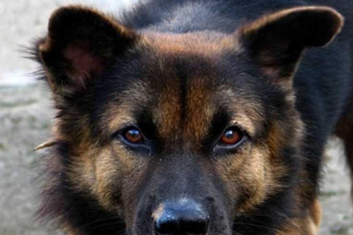 Больше 50 горловчан пострадали от бродячих собак в январе Больше 50 горловчан пострадали от бродячих собак в январе