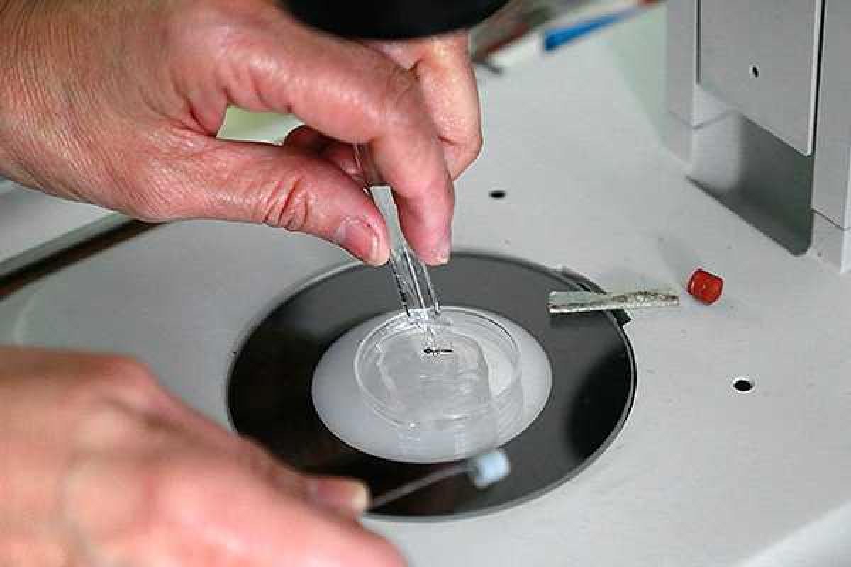 ВОЗ ввела режим чрезвычайного положения из-за вируса Зика 