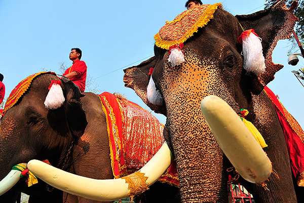 В Таиланде бешеный слон убил британского туриста