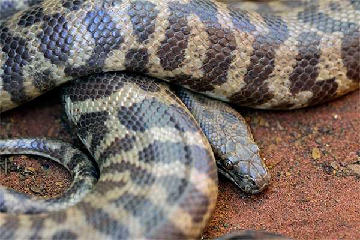 В Австралии двухметровый питон чуть не съел 6-летнего мальчика