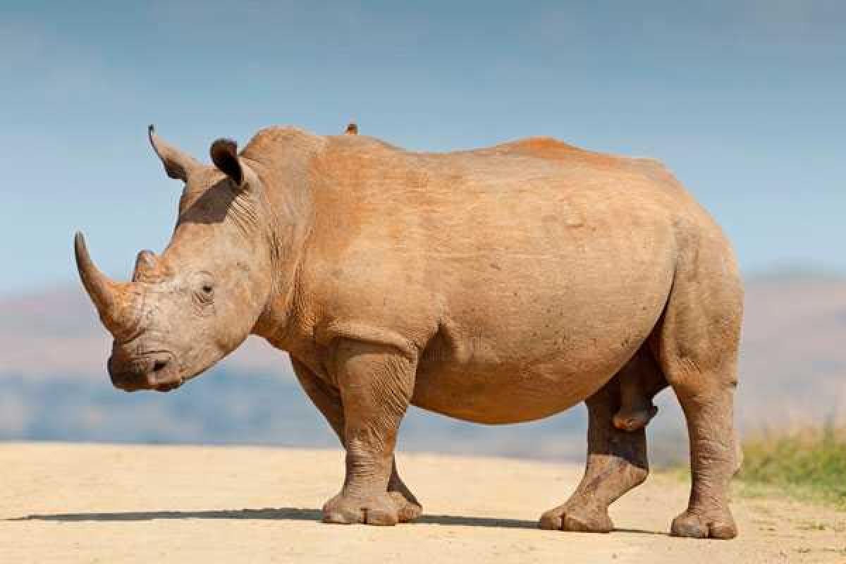 В африканском сафари-парке огромный носорог протаранил джип с туристами