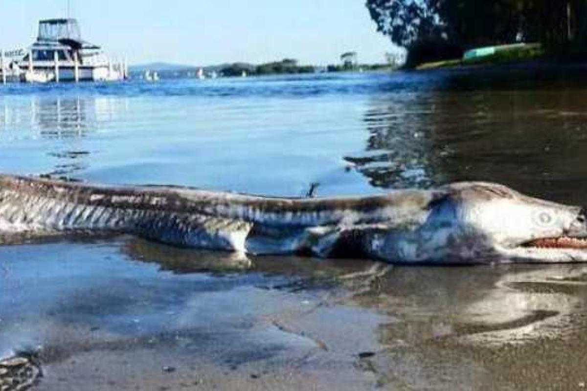 В Австралии на берегу озера нашли ужасное чудовище