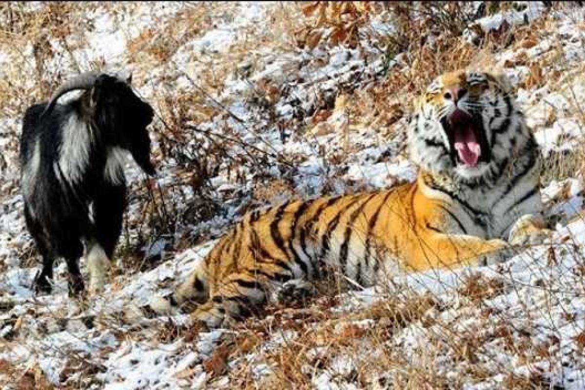 Козел Тимур обзавелся невестой