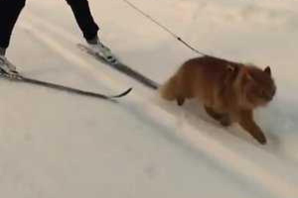 Новой звездой интернета стал ездовой кот из Норвегии