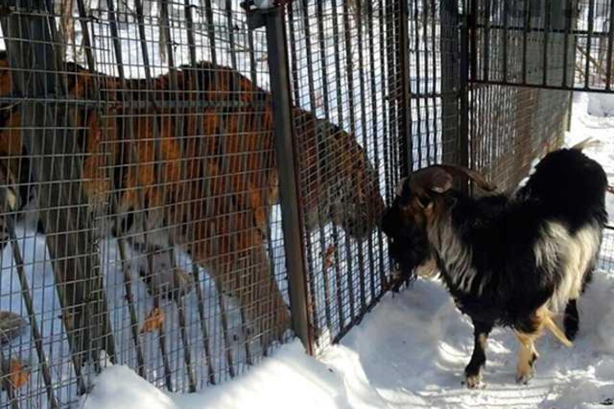 Тимур и Амур встретились впервые после разлуки