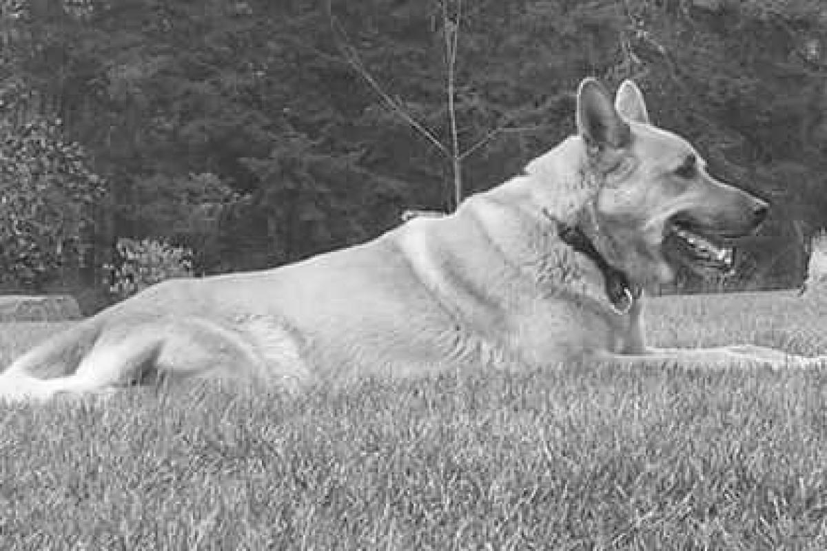 Неизвестные застрелили любимого пса Сальмы Хайек Неизвестные застрелили любимого пса Сальмы Хайек