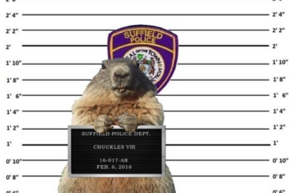 В США полиция арестовала сурка за ложное предсказание погоды