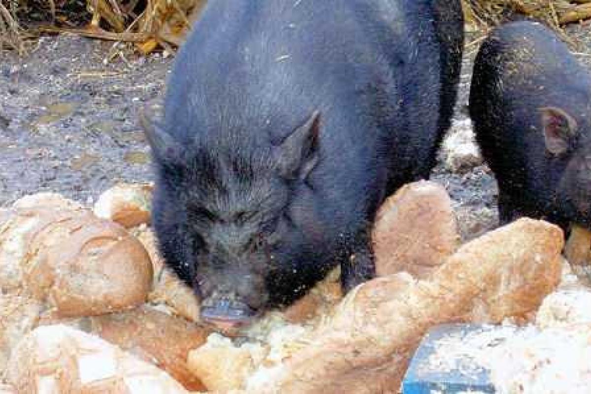 В России вводят новый ГОСТ: теперь будут делать хлеб из кормовой пшеницы для скота