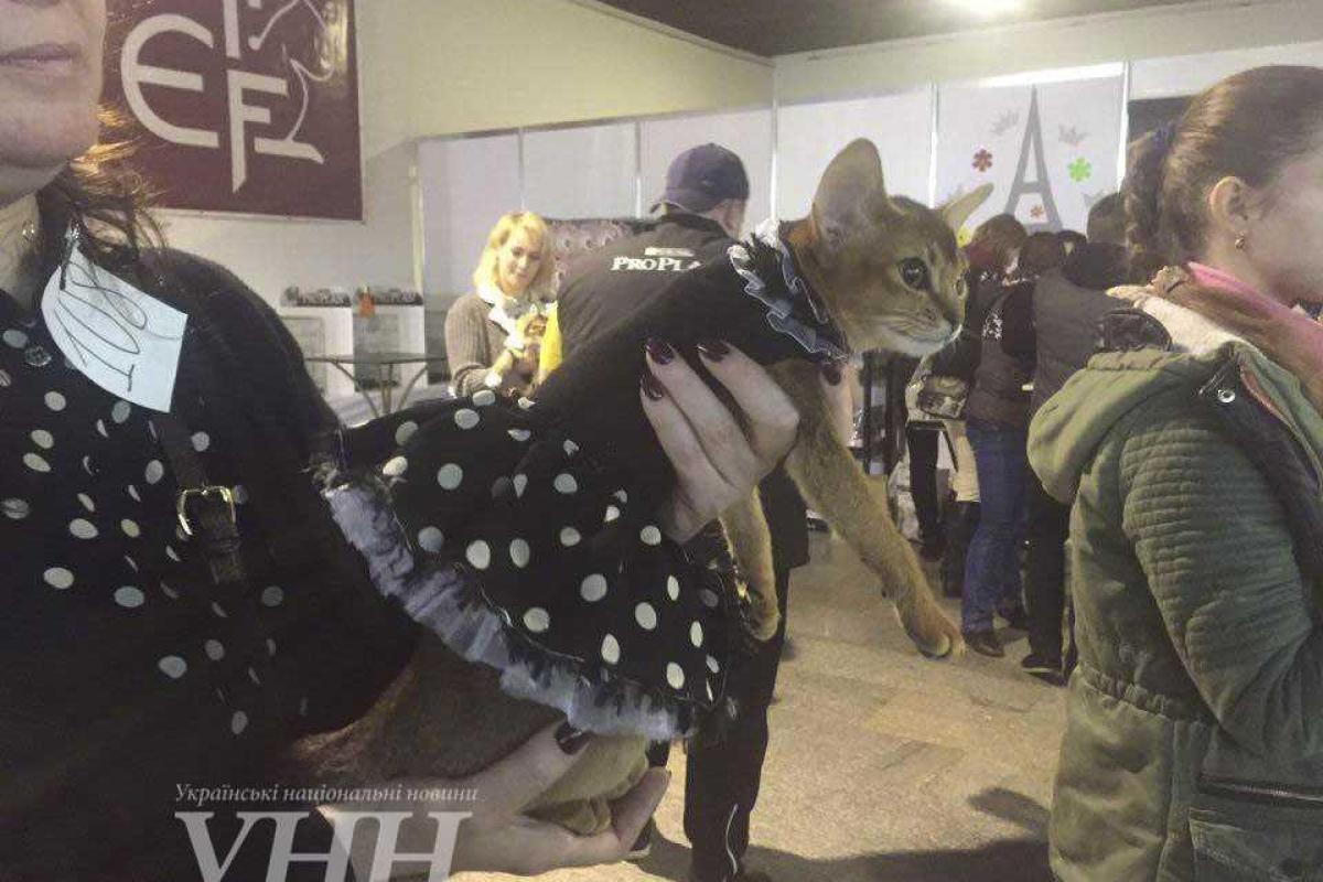 В Киеве состоялся конкурс кошек в костюмах