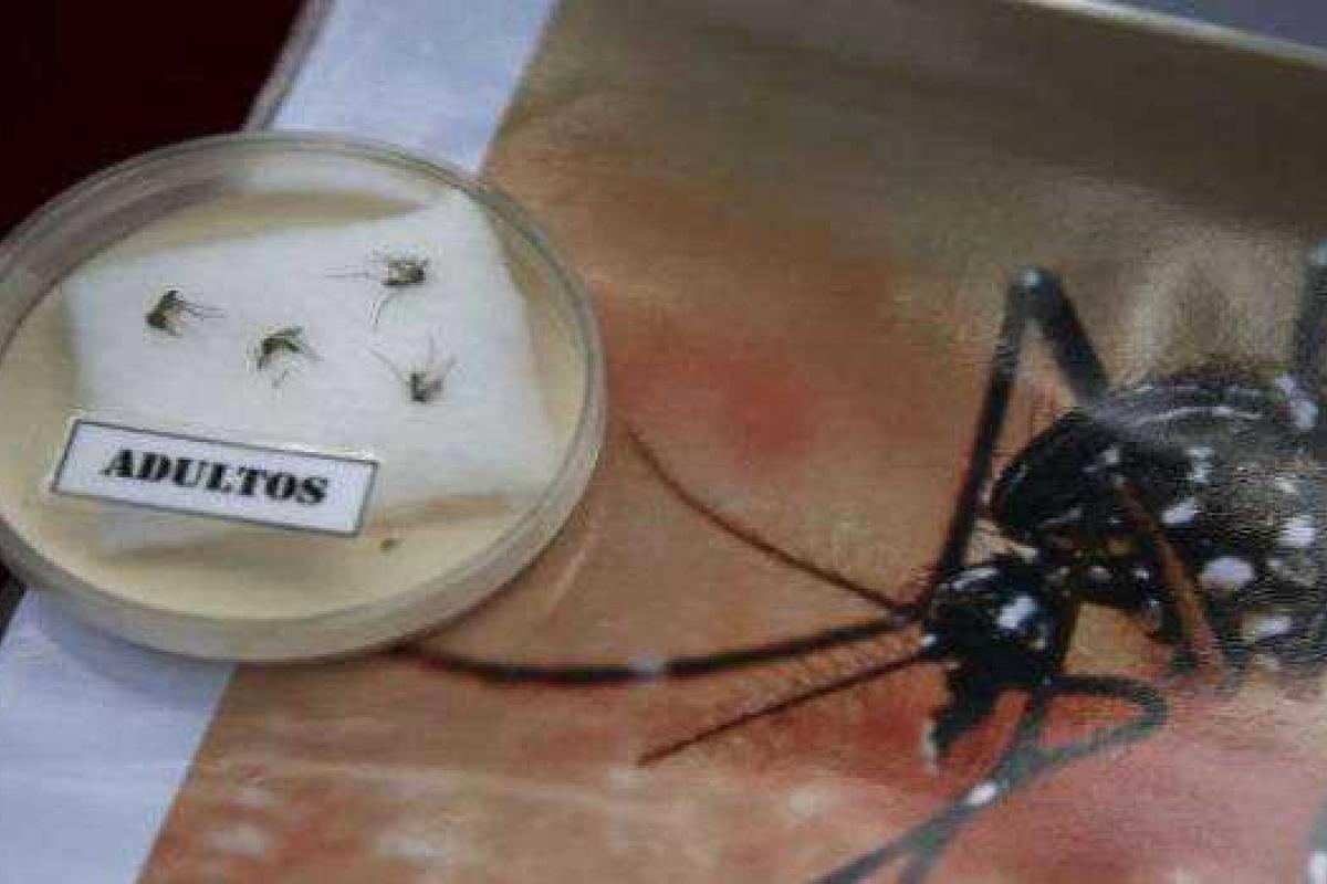 В Сочи может появиться вирус Зика, - Роспотребнадзор