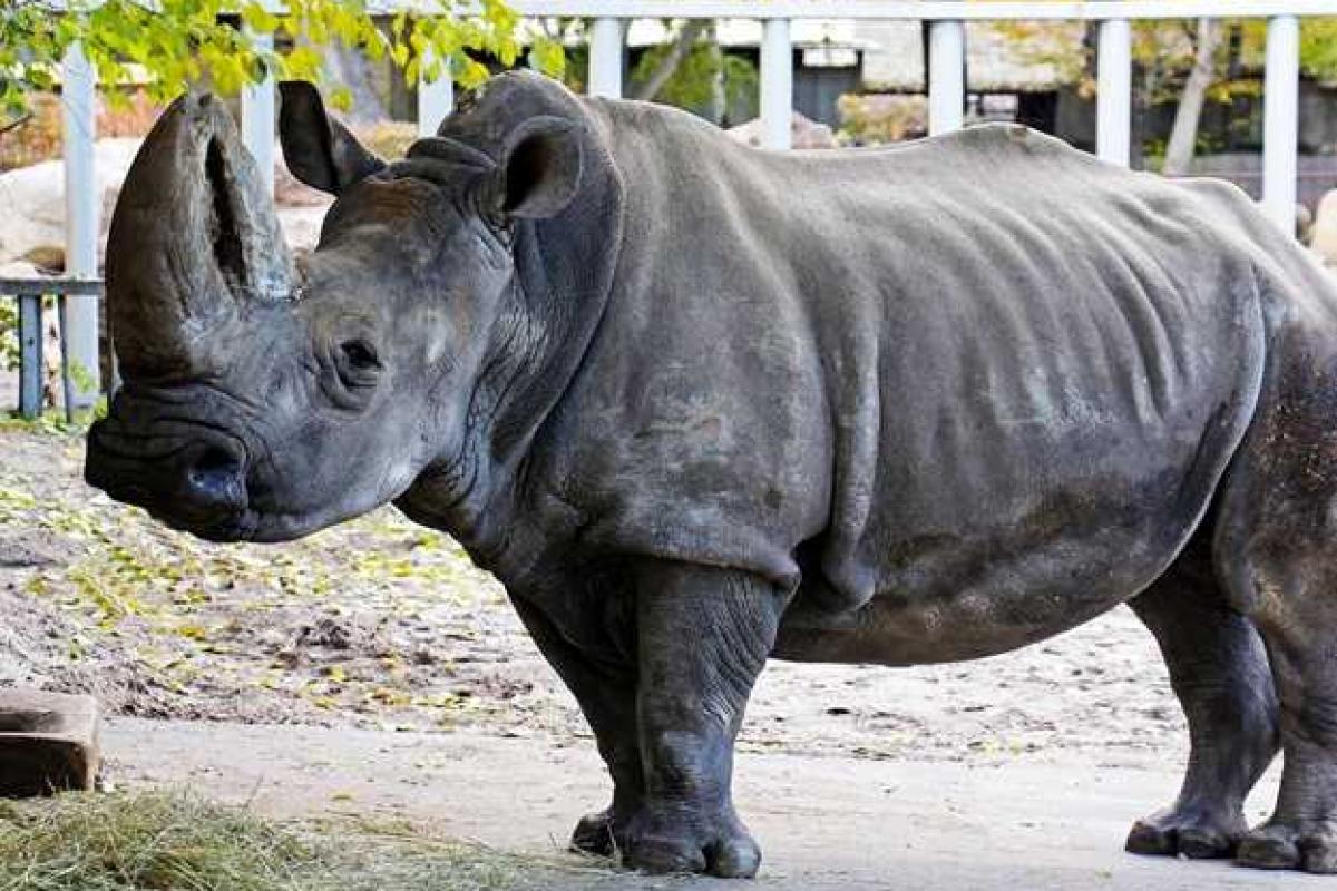 В киевском зоопарке умерла самка старейшего белого носорога Европы 