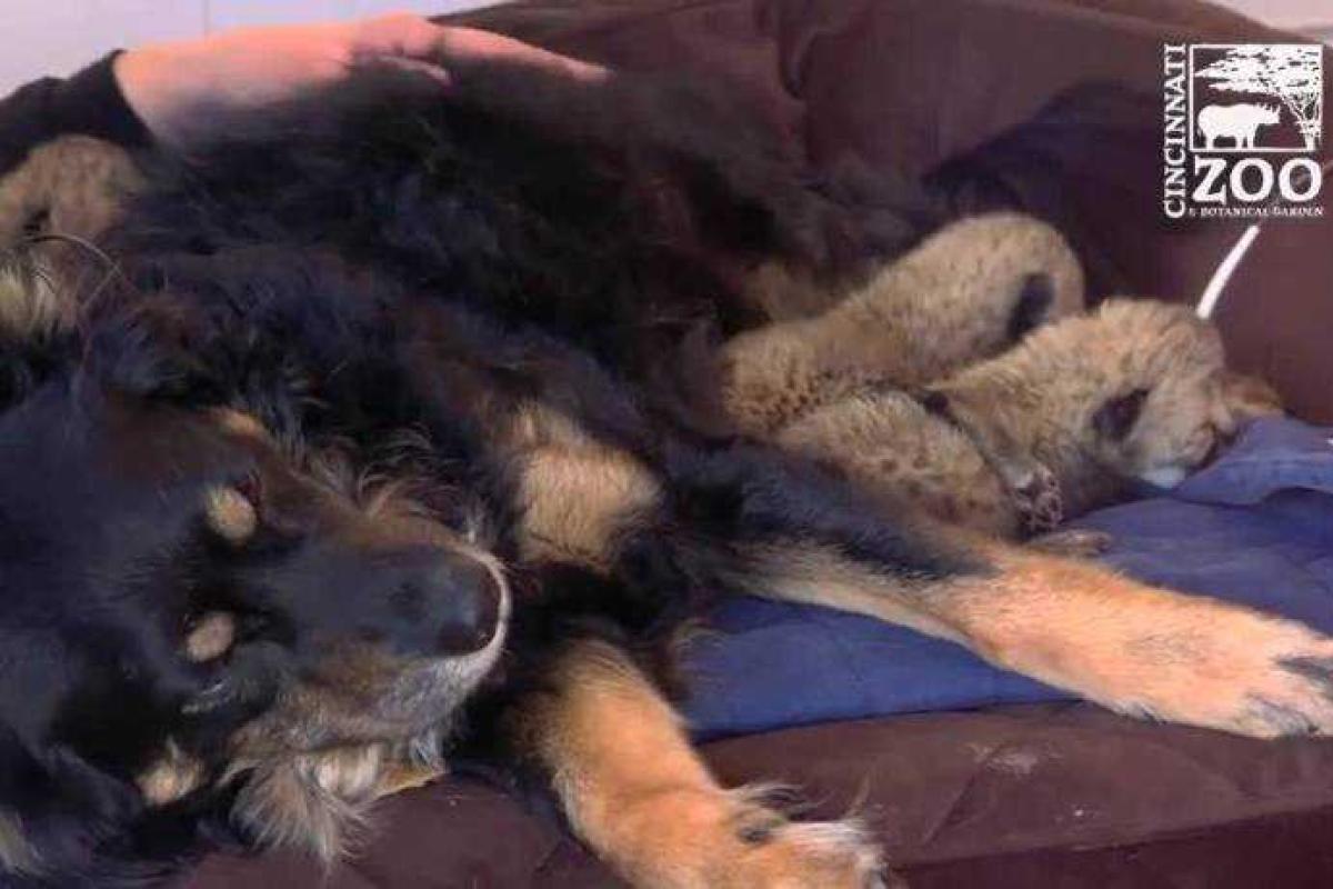 В США овчарка усыновила детенышей гепарда