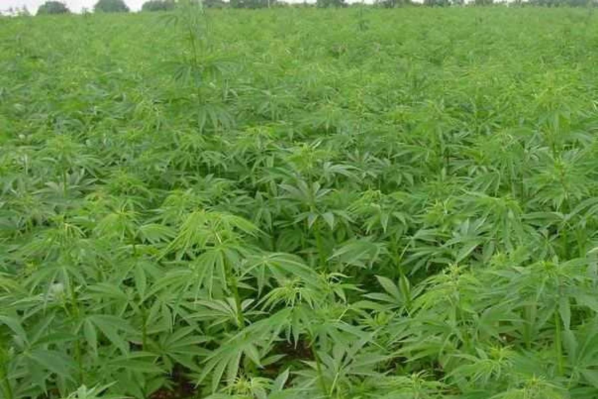 В Польше изъята крупнейшая в истории партия наркотиков