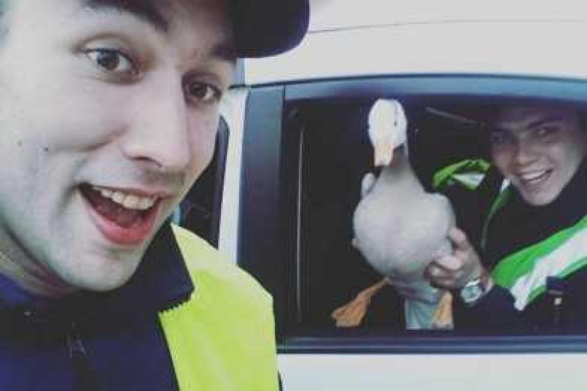 В Харькове три экипажа патрульных устроили погоню за гусем В Харькове три экипажа патрульных устроили погоню за гусем