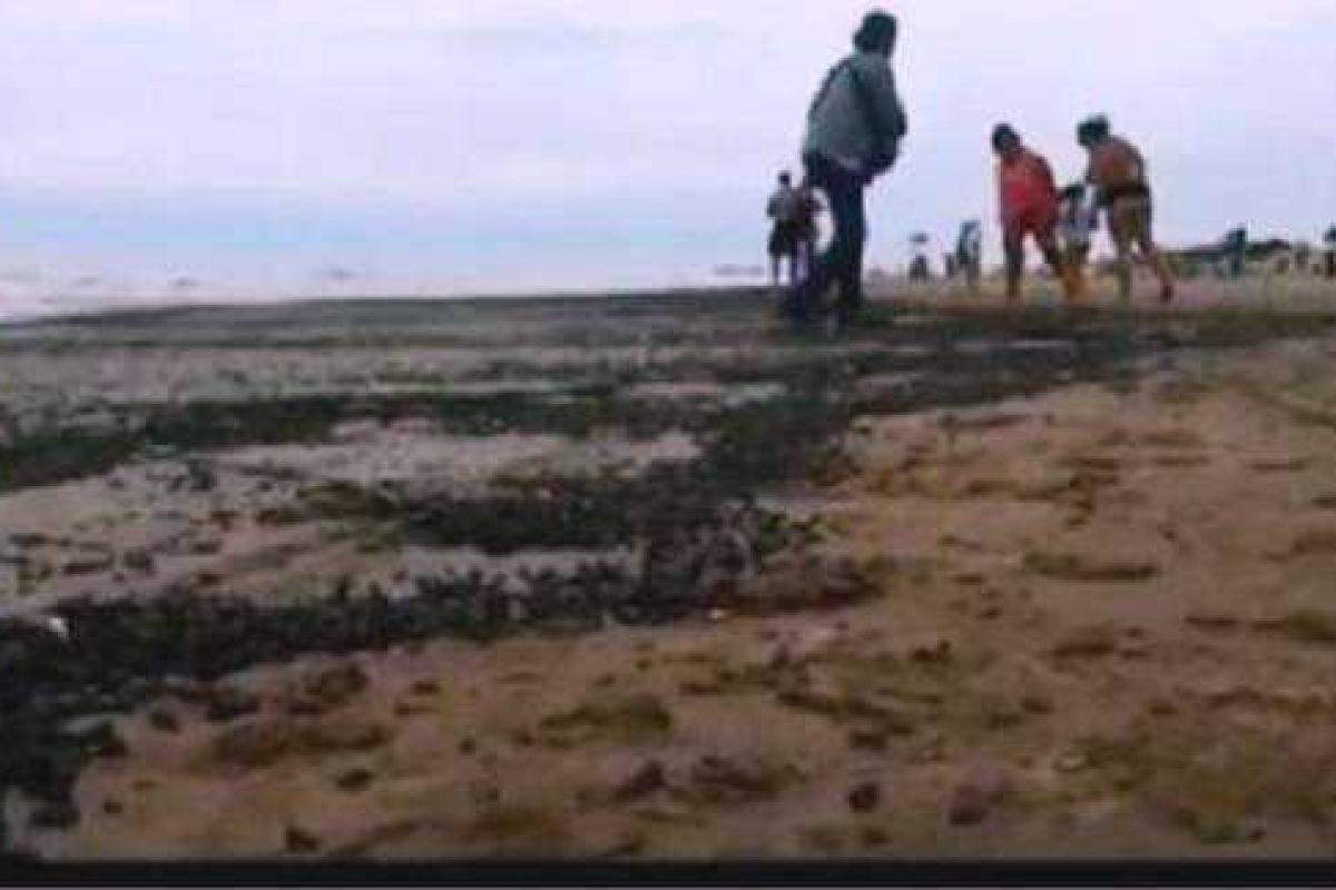 Кадр из фильмов ужасов: в Аргентине нашествие жуков напугало туристов