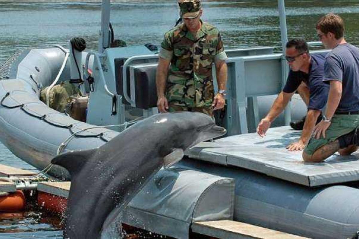 Минобороны РФ планирует купить для военных нужд пять дельфинов Минобороны РФ планирует купить для военных нужд пять дельфинов