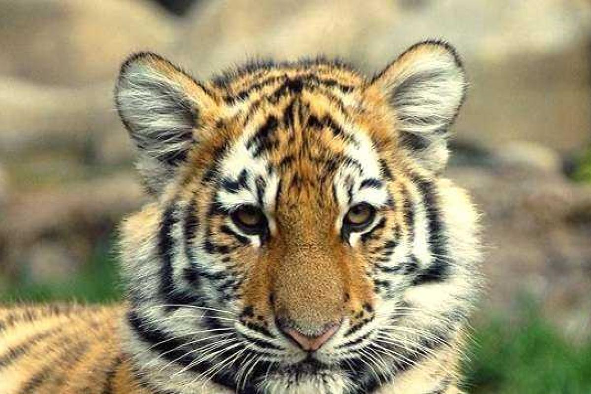 В России пьяный дрессировщик вывел тигрицу погулять среди людей