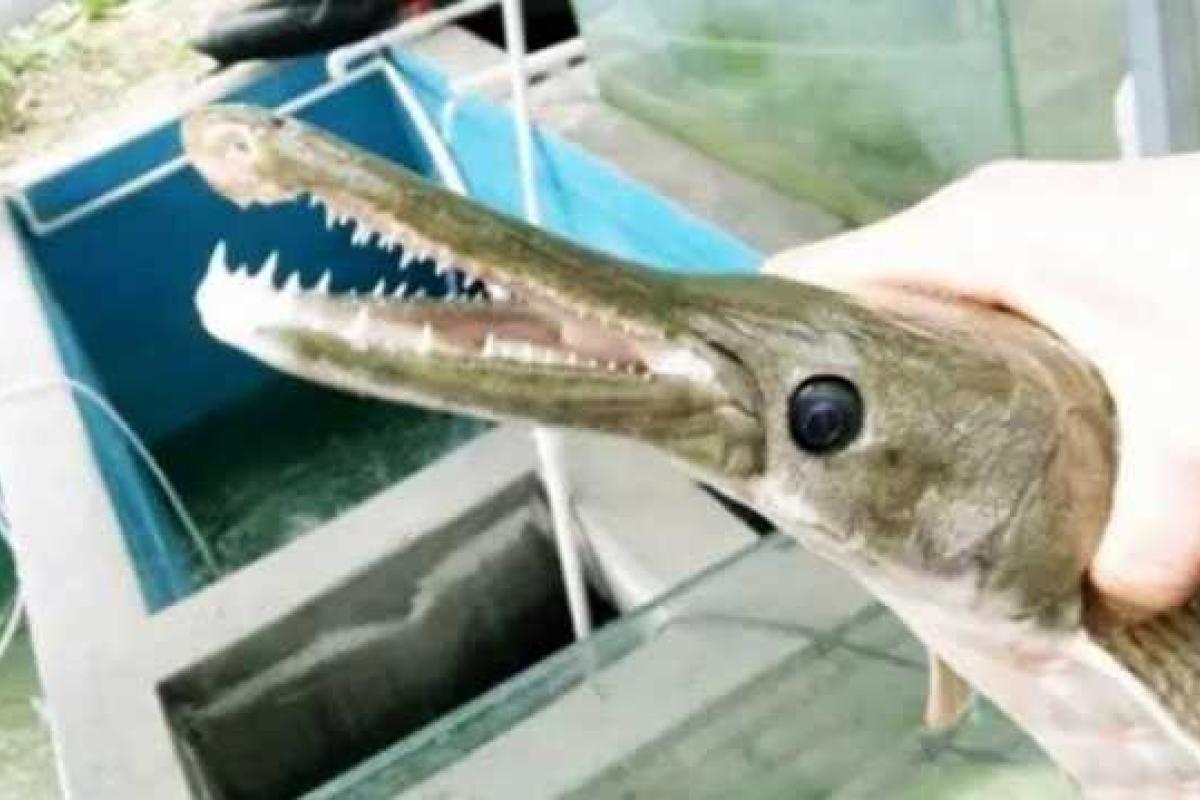 Китайский рыбак поймал рыбу с челюстями крокодила