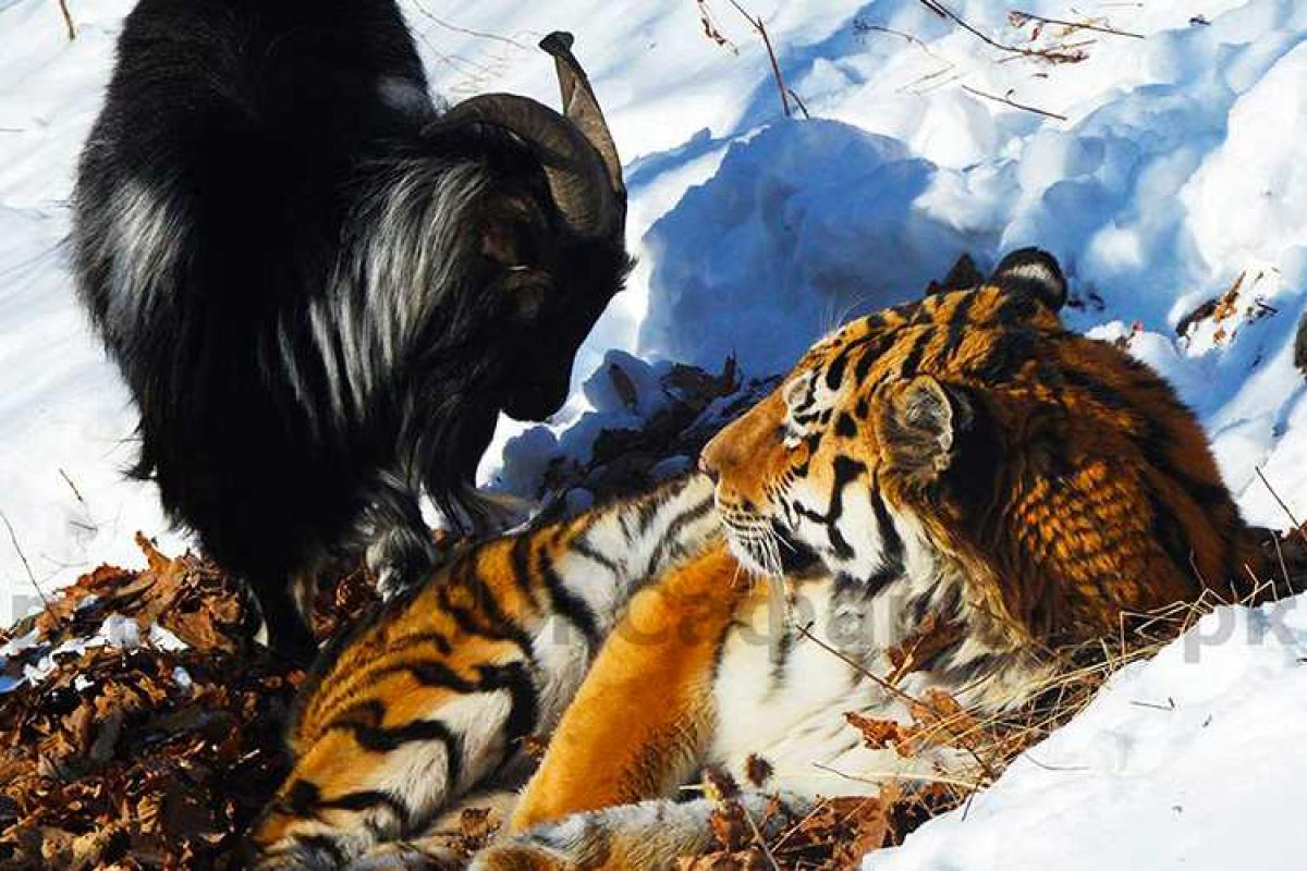 Козел Тимур на смотринах невест неожиданно выбрал тигра Амура