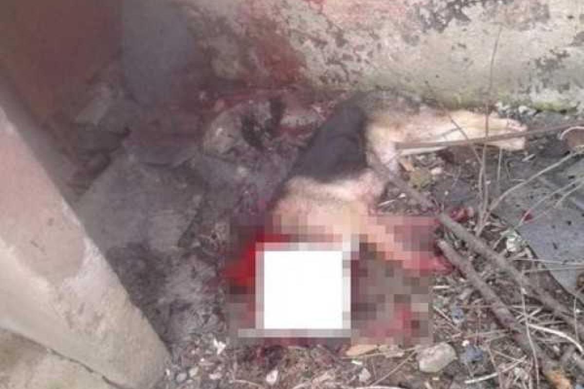 В Ужгороде мужчина отрезал голову собаке и носил её в пакете (18+) В Ужгороде мужчина отрезал голову собаке и носил её в пакете (18+)