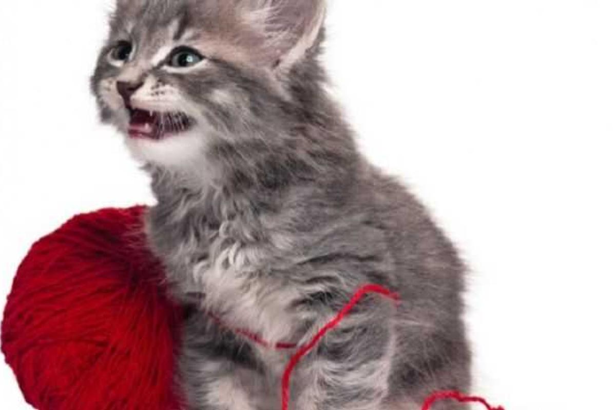 Украина вошла в десятку стран с наибольшим количеством кошек Украина вошла в десятку стран с наибольшим количеством кошек