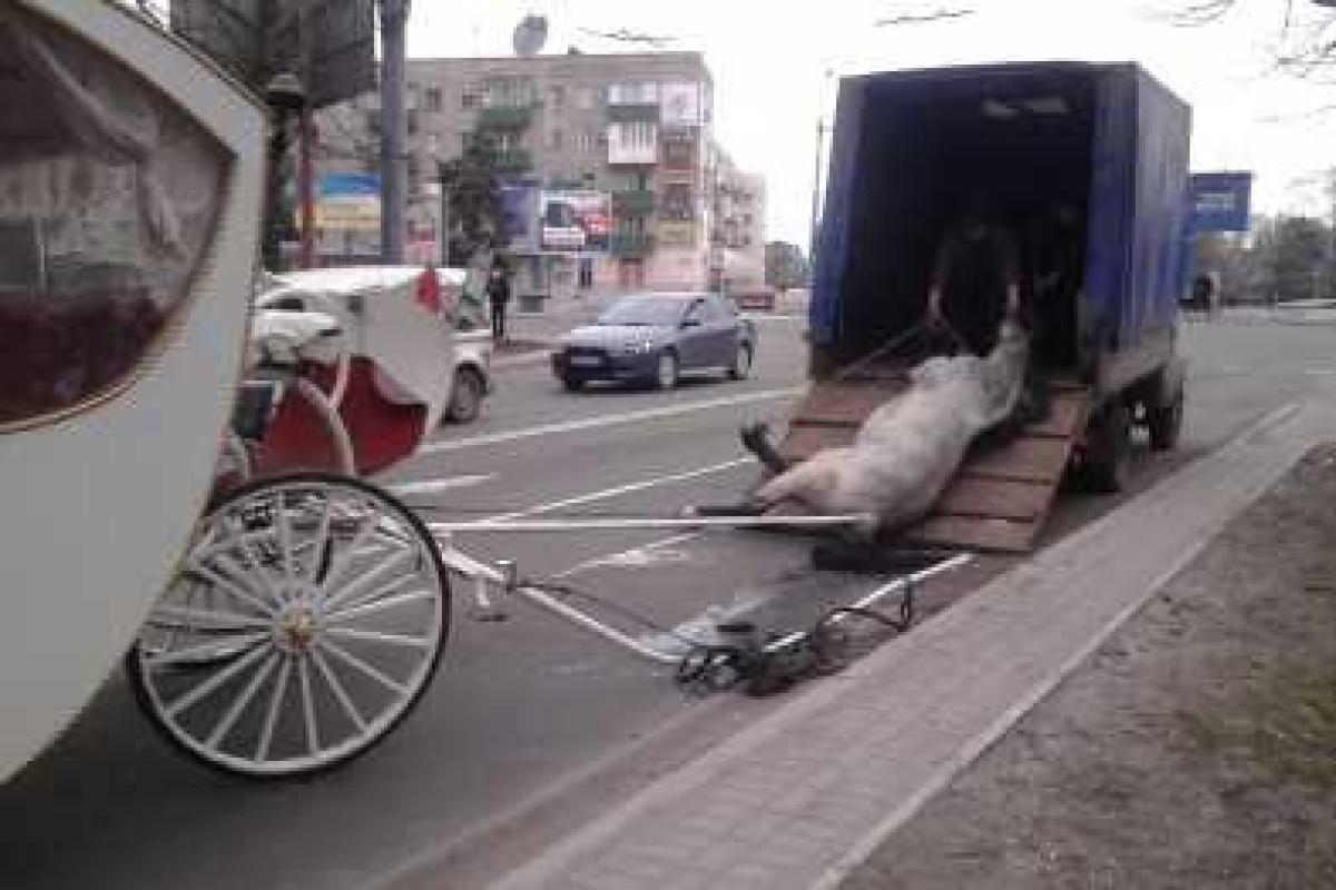 Смерть лошади сорвала свадьбу в Мариуполе Смерть лошади сорвала свадьбу в Мариуполе