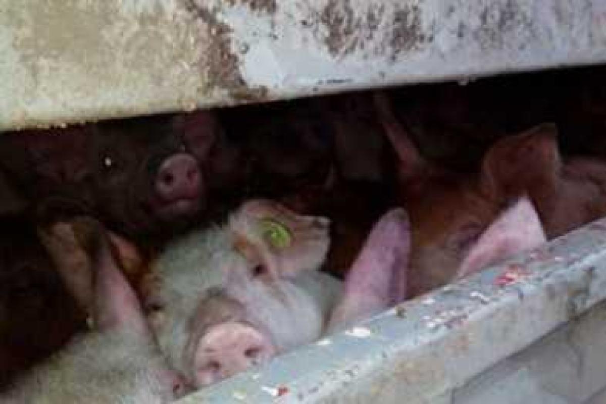Больше сотни живых свиней не доехали до "ДНР"