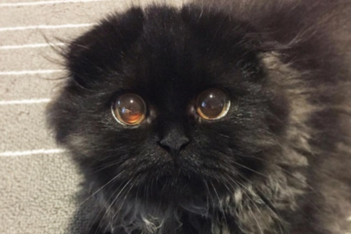 Кот с огромными глазами покорил интернет Кот с огромными глазами покорил интернет