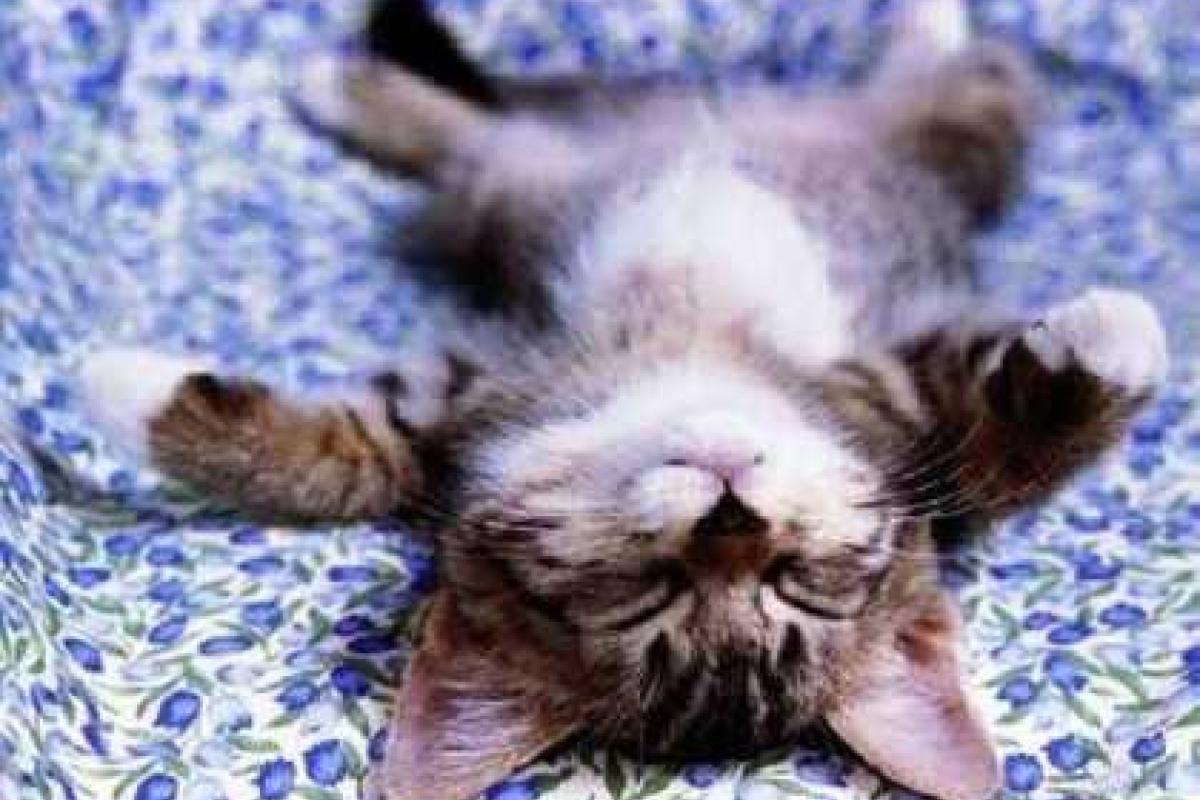 Сегодня - Всемирный день сна