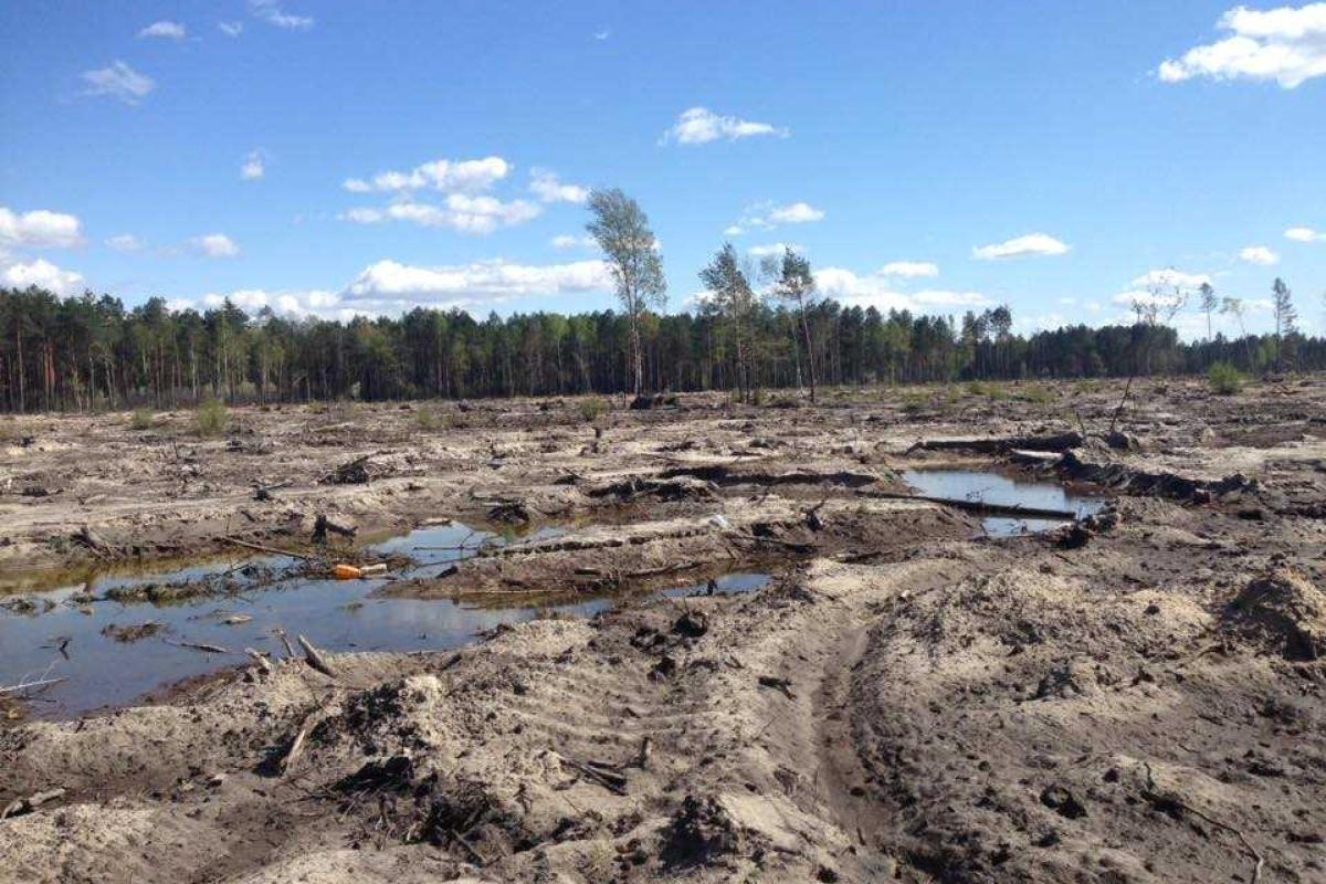После команды "сверху" янтарные клондайки в Ровенской области опустели - журналист