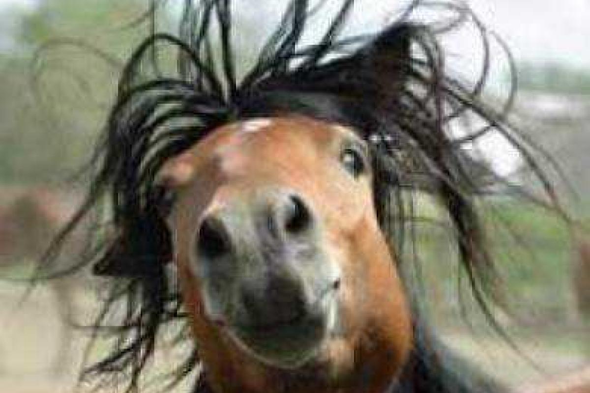 Ролик о хитрой лошади рассмешил пользователей сети Ролик о хитрой лошади рассмешил пользователей сети