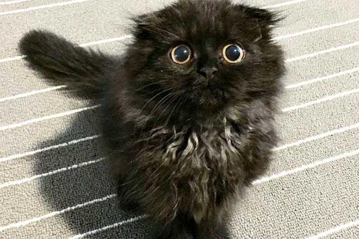 Соцсети покорил кот с бездонными глазами