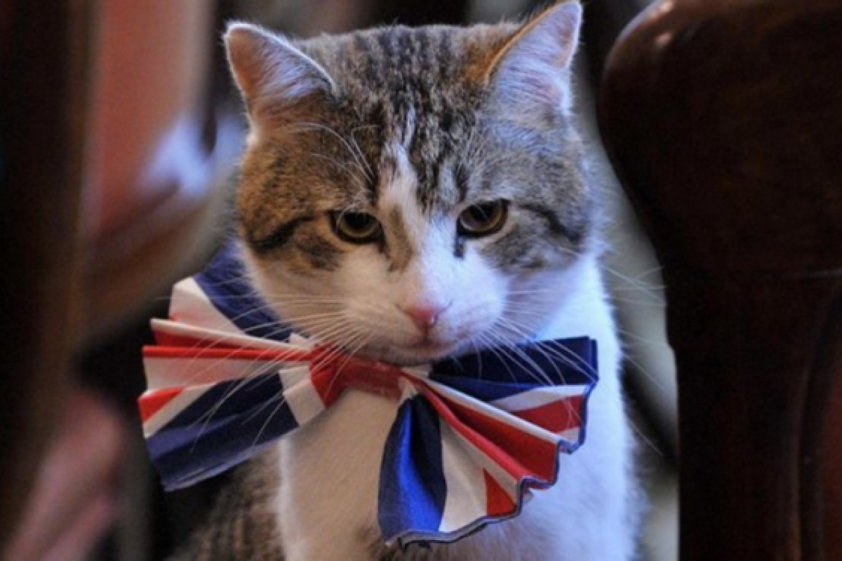 Бездомный кот устроился на работу в МИД Великобритании 