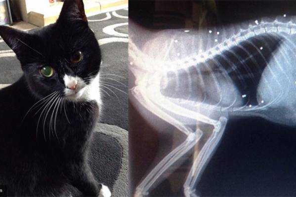 В Великобритании кошка чудом выжила после 30-ти выстрелов