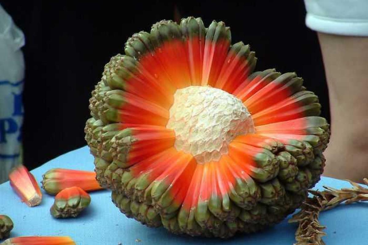 10 экзотических фруктов со всего света, о которых вы не слышали