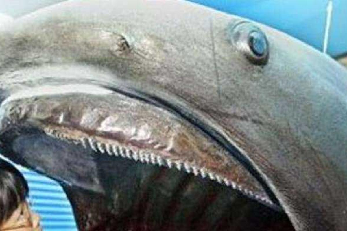 Японские рыбаки выловили редчайшую акулу в мире