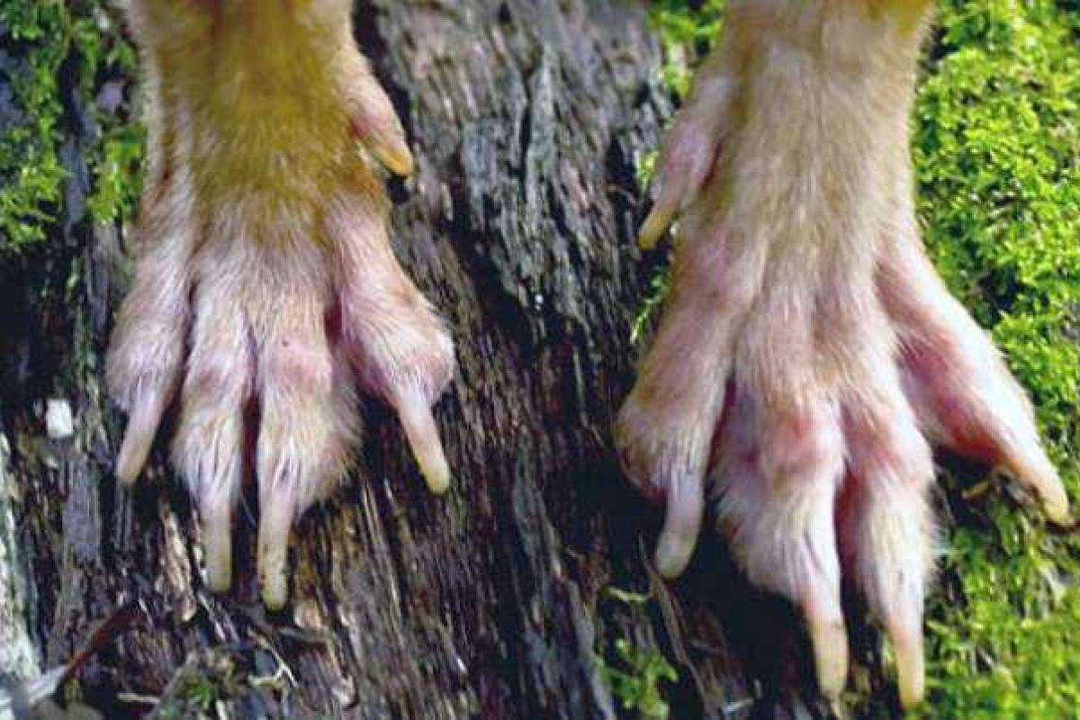 Труп чупакабры нашли в Коломые 