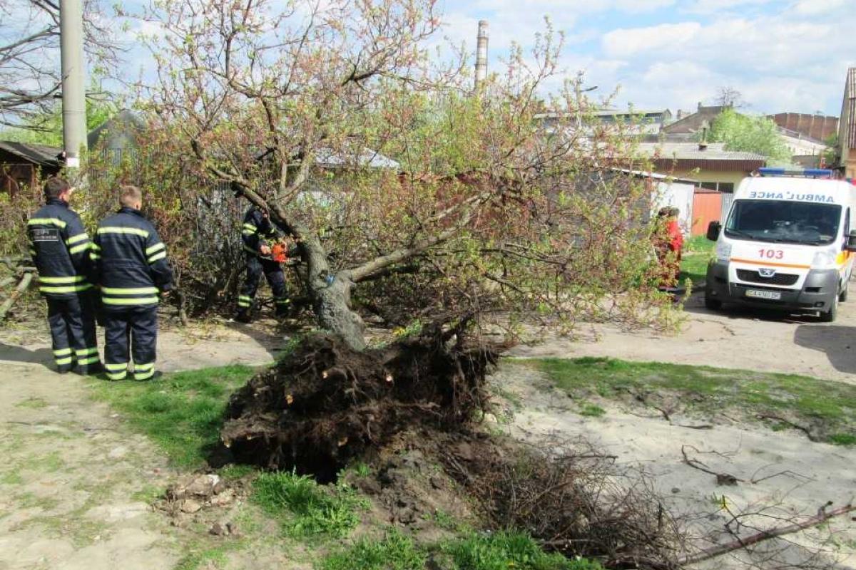 В Черкассах мужчину придавило упавшим деревом В Черкассах мужчину придавило упавшим деревом