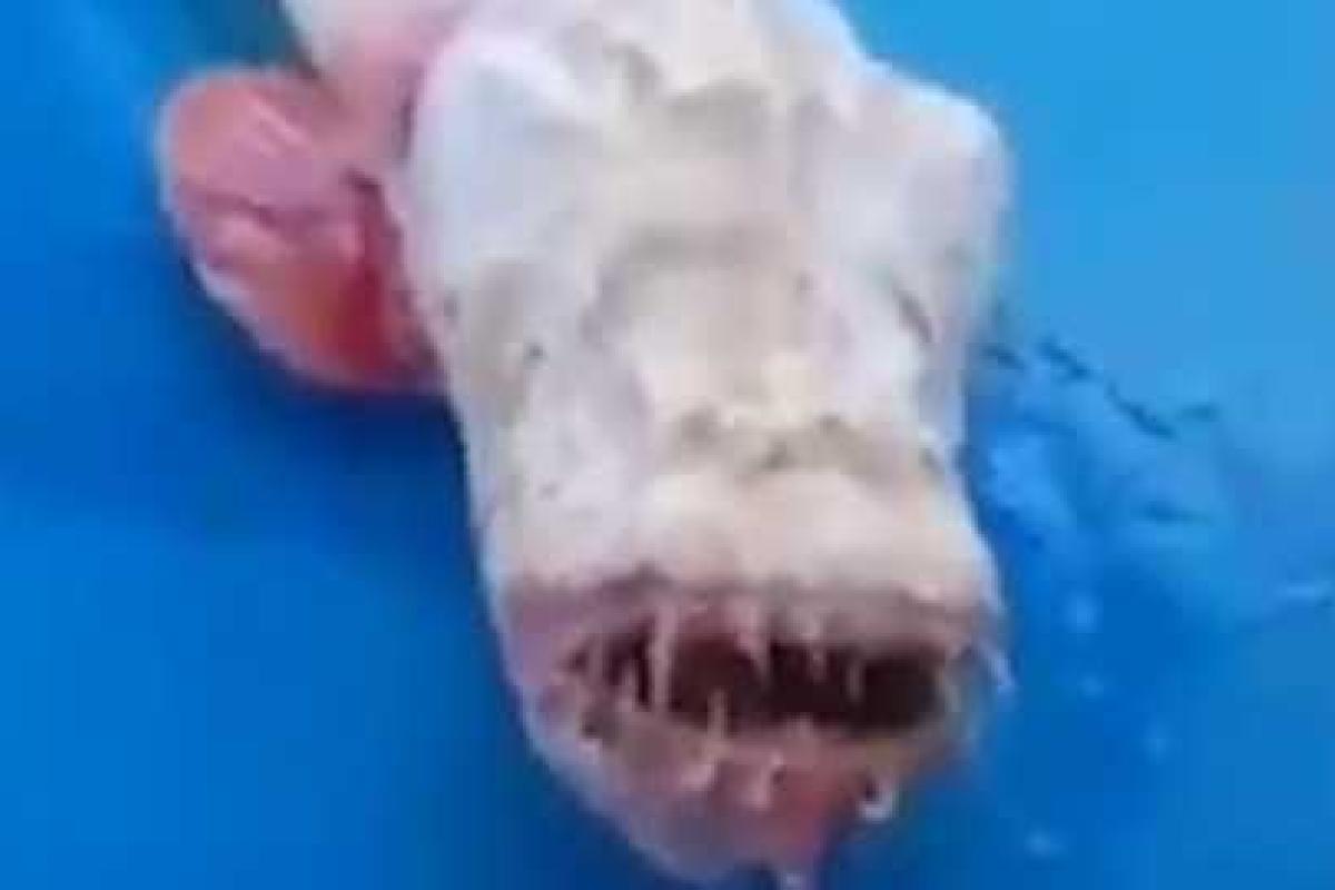 Таиландские рыбаки выловили жуткого белого монстра