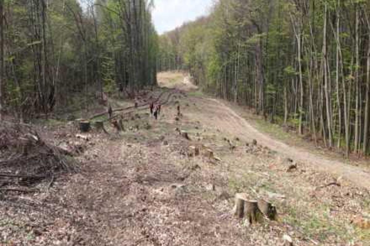 В Закарпатской области незаконно вырубили лес на 12 млн грн В Закарпатской области незаконно вырубили лес на 12 млн грн