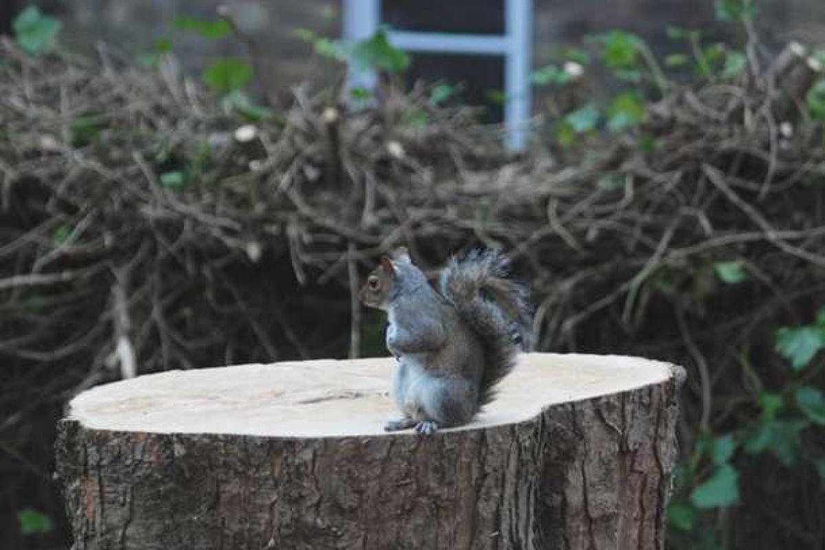 Интернет-сообщество всколыхнуло фото белки, потерявшей дом Интернет-сообщество всколыхнуло фото белки, потерявшей дом