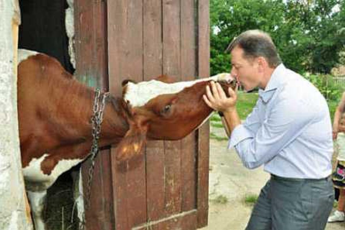 Ляшко признался, почему он так часто целует коров