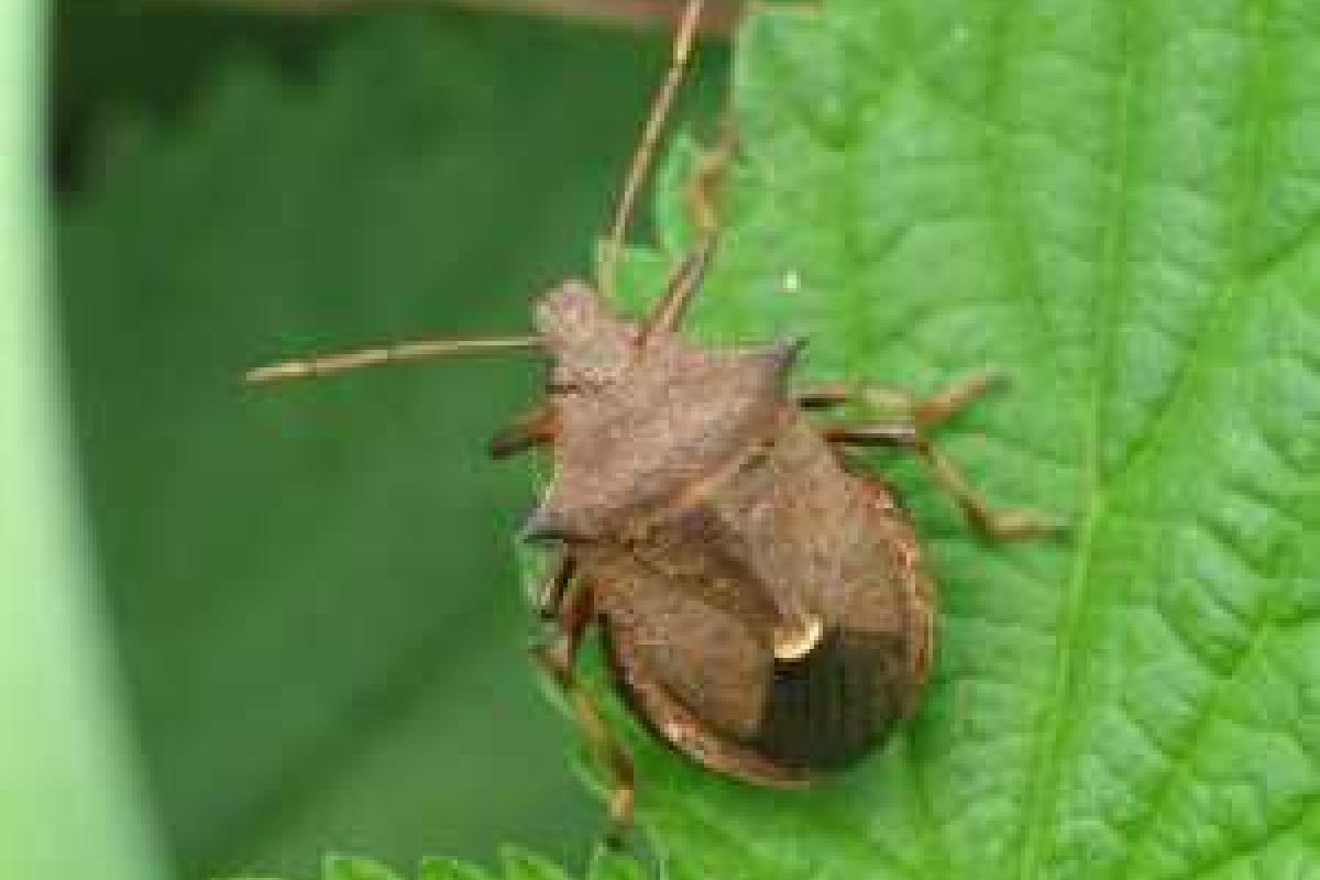 В российском городе Барнауле "клоповый апокалипсис": насекомые облепили дома