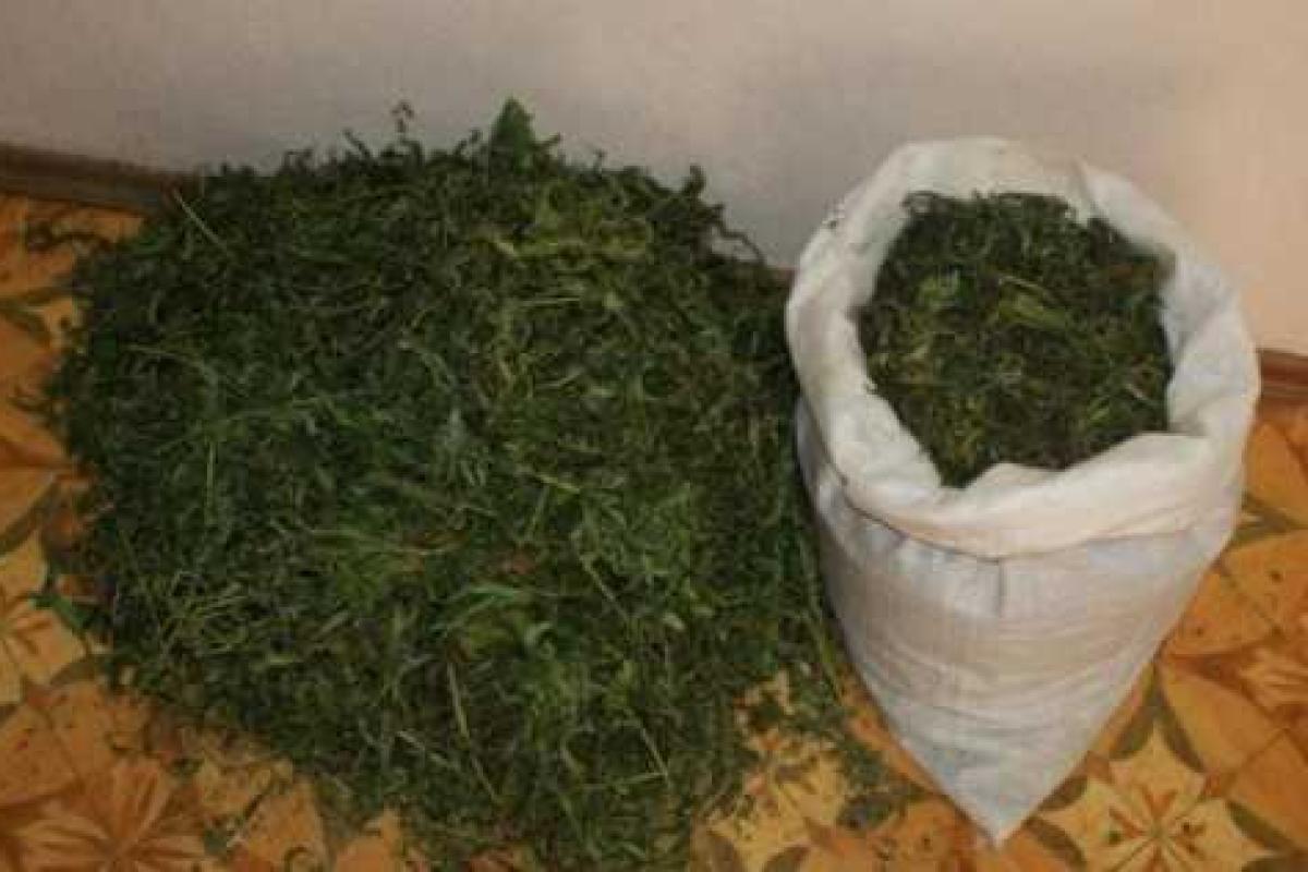 На Харьковщине установили еще один «конопляный» рекорд На Харьковщине установили еще один «конопляный» рекорд