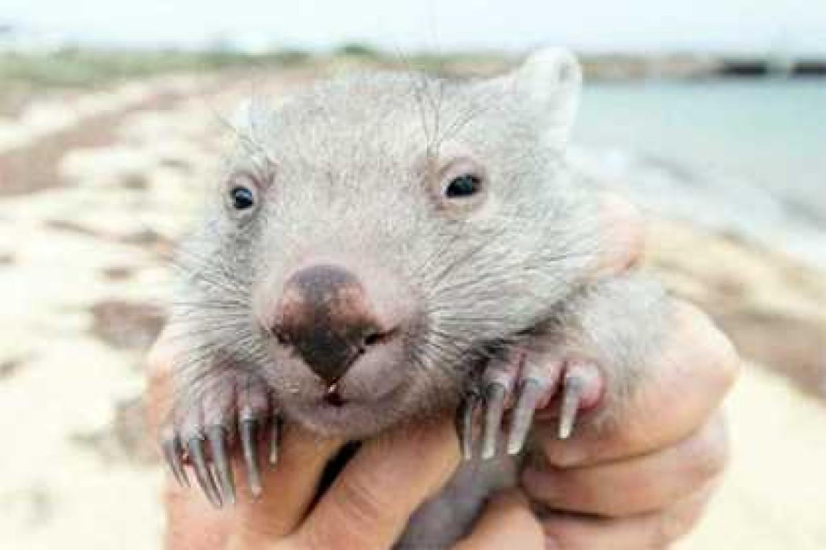 В Австралии появилась вакансия обнимателя детеныша вомбата В Австралии появилась вакансия обнимателя детеныша вомбата