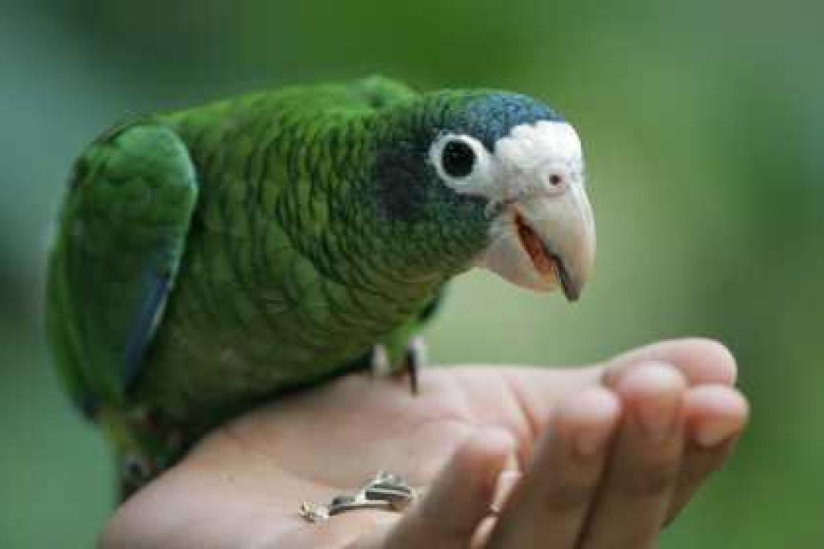 В Канаде соседи вызвали полицию из-за ссоры мужчины с попугаем